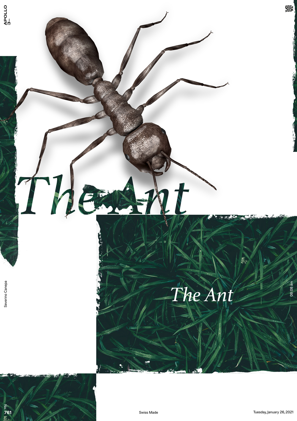 Digital creation mixing a 3D ant and the photograph of grass view from the top
